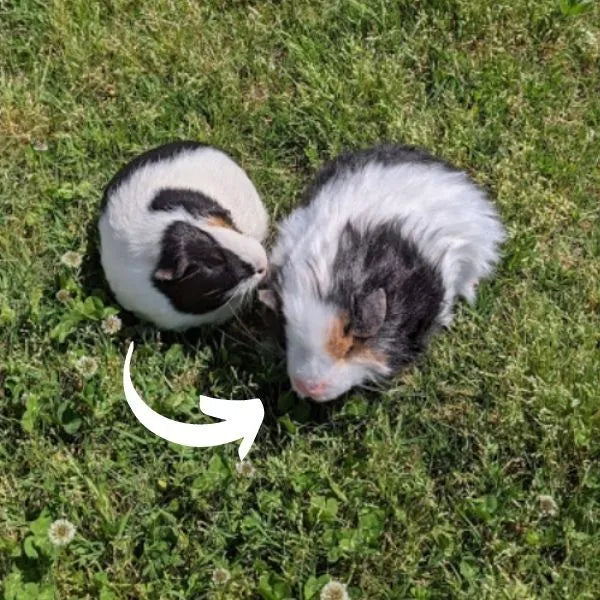 Guinea Pig Stuffed Animal