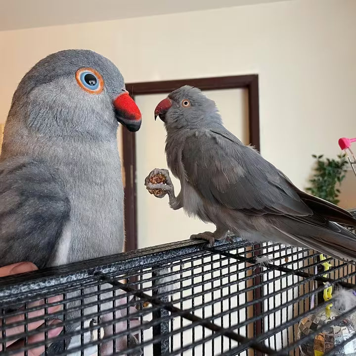 Custom Bird Stuffed Animals
